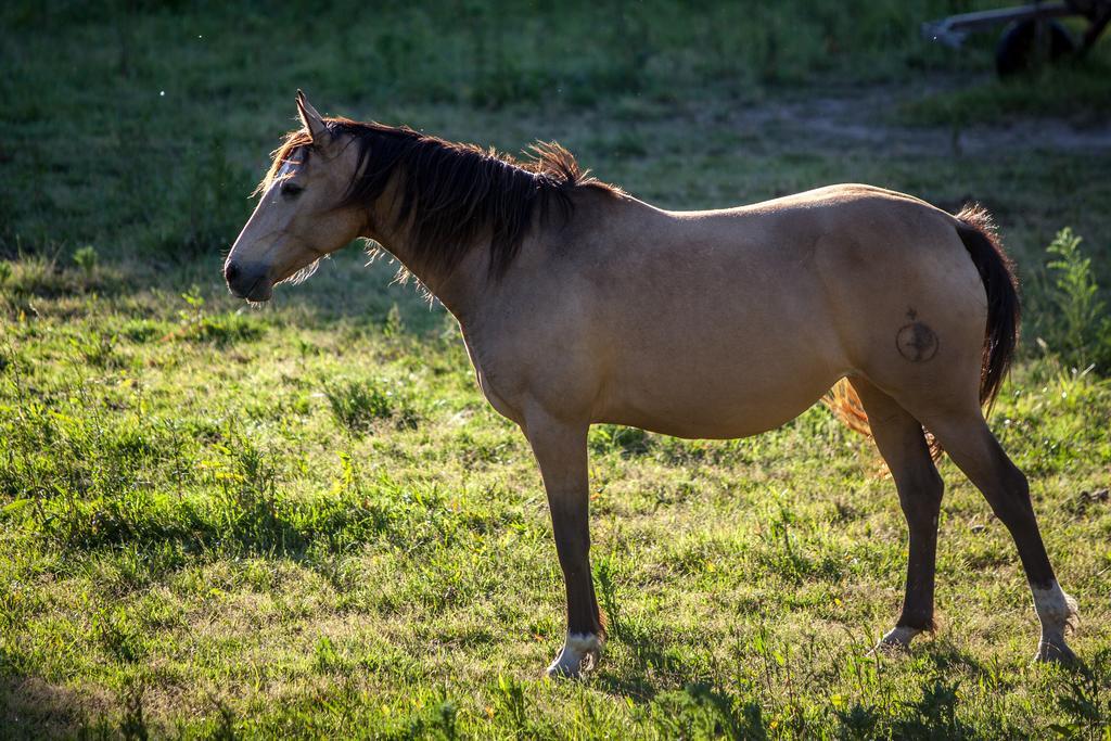 Herdade Do Moinho Novo Canha Luaran gambar